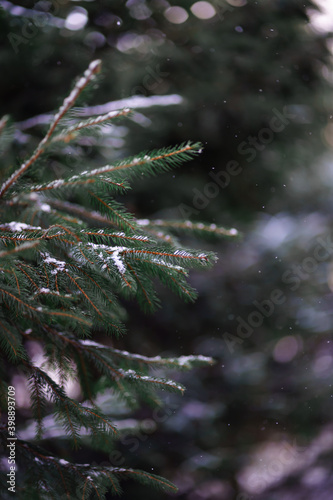 macro photo snowy spruce tree branches
