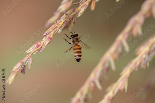 Bee flying with beautiful flowers © alprince2099