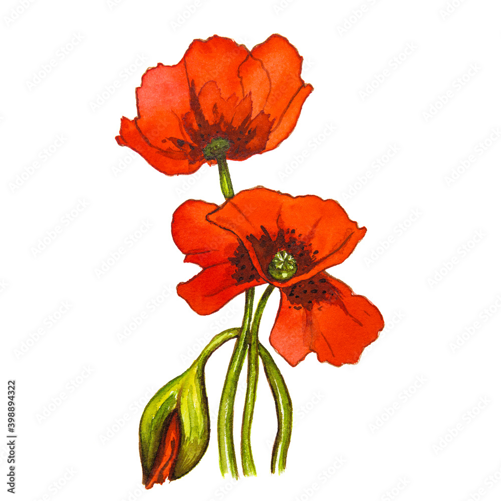 Red poppy flower on a white background. Watercolor drawing Red poppy flower on a white background. Watercolor drawing