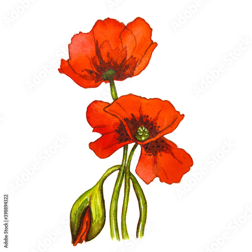 Red poppy flower on a white background. Watercolor drawing