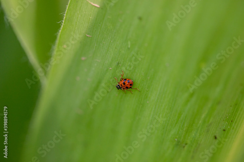 ladybug close-up  © alprince2099