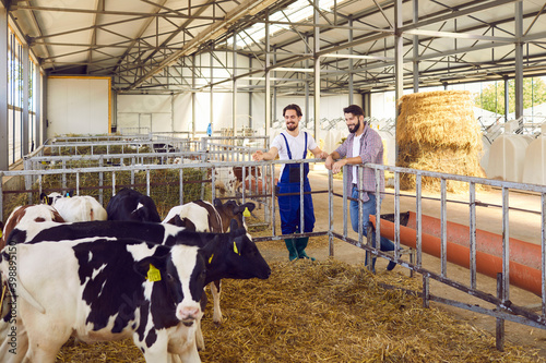 Happy farm workers watching calves standing in big clean barn on livestock farm