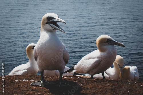 Basstölpel auf Helgoland photo