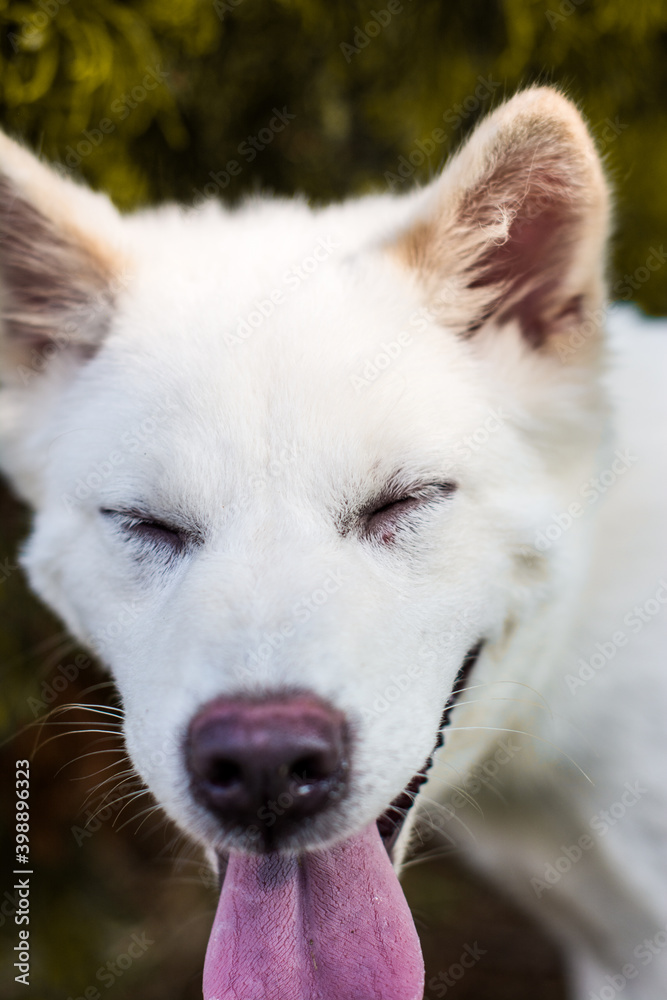 A portrait of the expression of the Kintamani dog, taken for a walk to the park in the afternoon