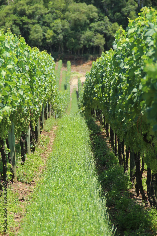 vineyards in the Vale dos Vinhedos