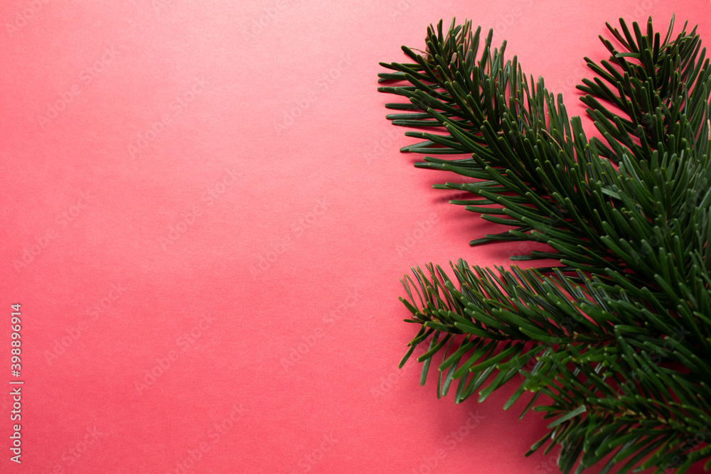 The branch of Christmas tree on pink background. Copy space. The branch of Christmas tree on pink background. Copy space.