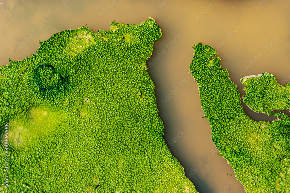 Pfützen mit grünen Algen im Sommer sehen manchmal aus wie Flusslandschaften oder Mangrovenwälder