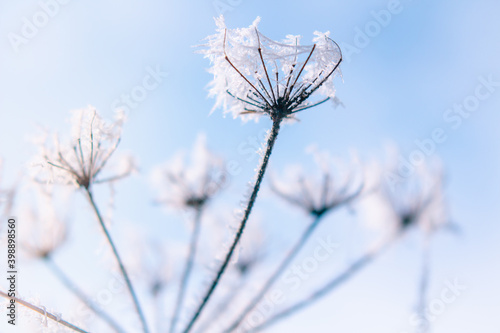 Frozen flower close up in bright sky Nature seasonal details