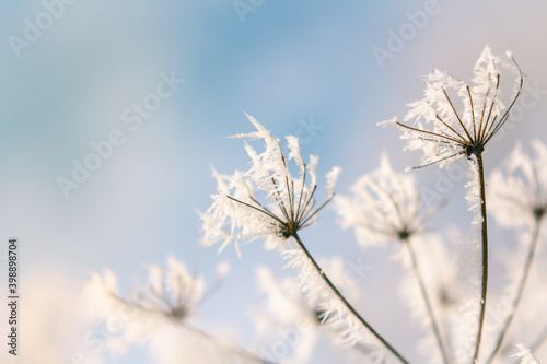 Frozen flower close up in bright sky Nature seasonal details