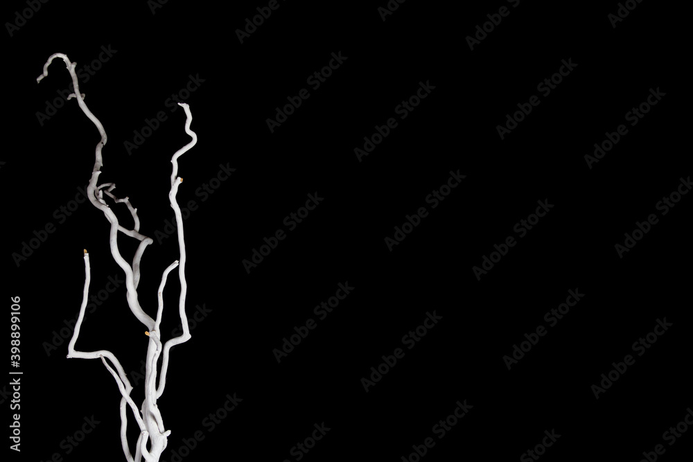 Vertical white bare branches on the left side isolated on black background with copy space