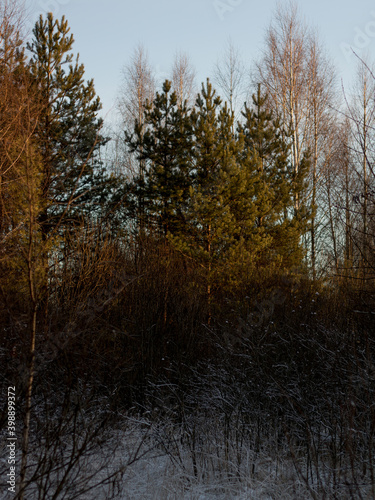 Wallpaper Mural Winter evening. Peazage. In the woods. Torontodigital.ca