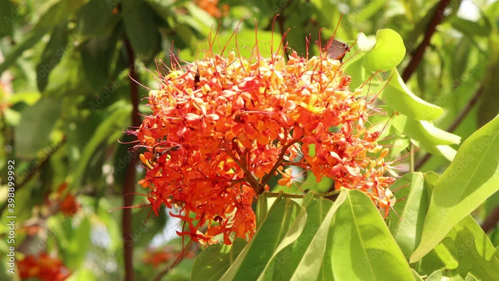 Saraca indica flower are blooming