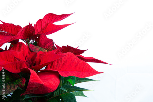 Poinsettia plant isolated on white background with copy space