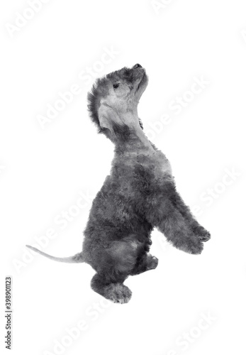 Bedlington Terrier puppy standing up on its hind legs
