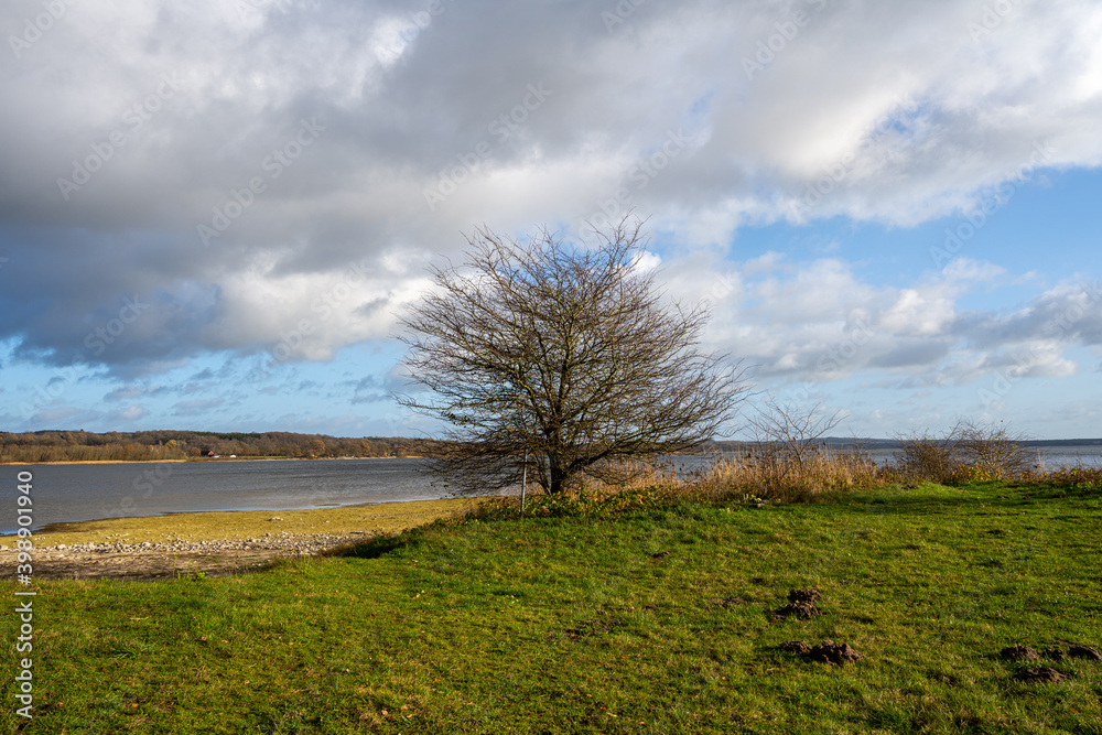 A tree by a lake with a dramatic sky in the background. Picture from Vomb, Scania county, Sweden A tree by a lake with a dramatic sky in the background. Picture from Vomb, Scania county, Sweden