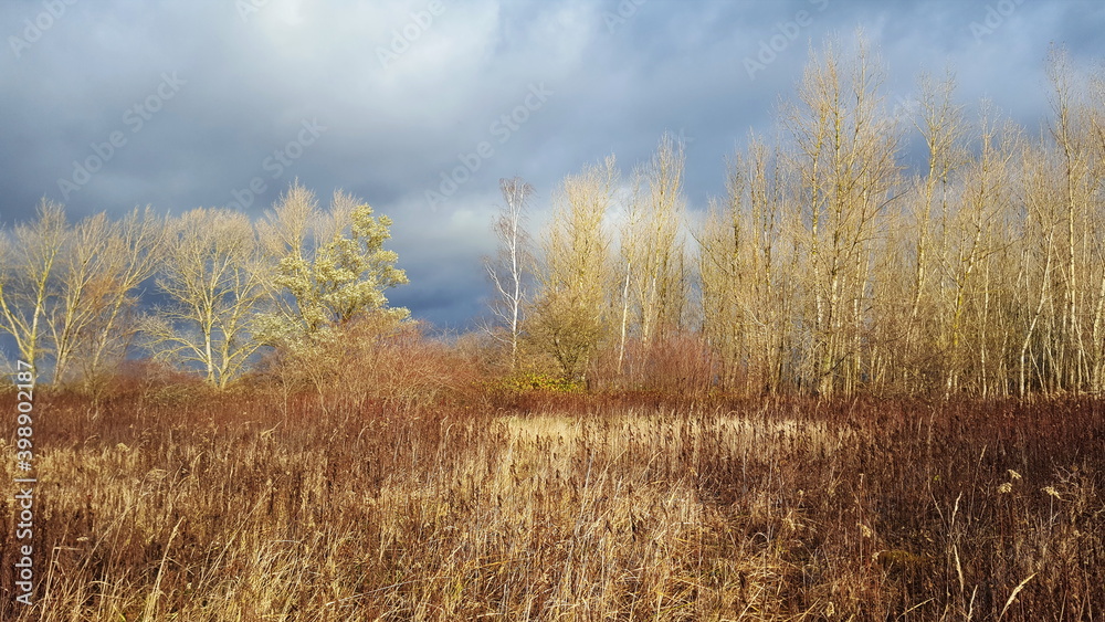 bunte trockene Vegetation in offener Landschaft bunte trockene Vegetation in offener Landschaft