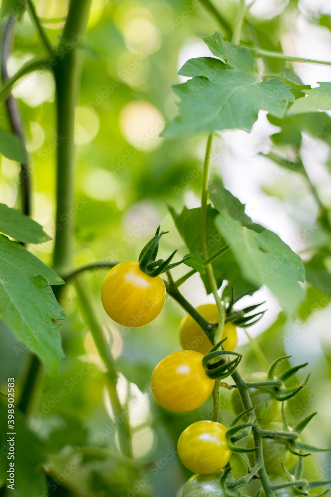 Yellow and green organic tomatoes on green branch, urban gardening