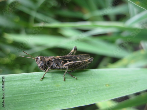 grasshopper on a leaf © pehotskiy