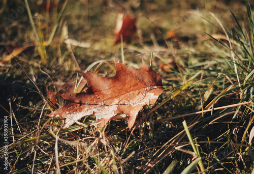 A dried oak leaf lies on the grass. Autumn.