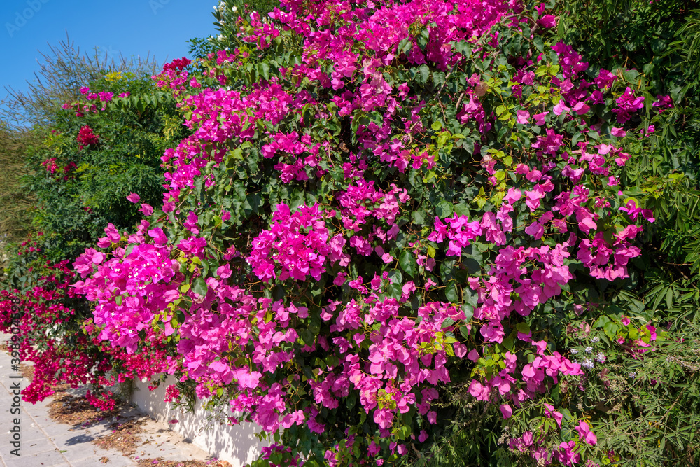 A large Bougainvillea (bougainvillea glabra) shrub flowering profusely in Cyprus A large Bougainvillea (bougainvillea glabra) shrub flowering profusely in Cyprus