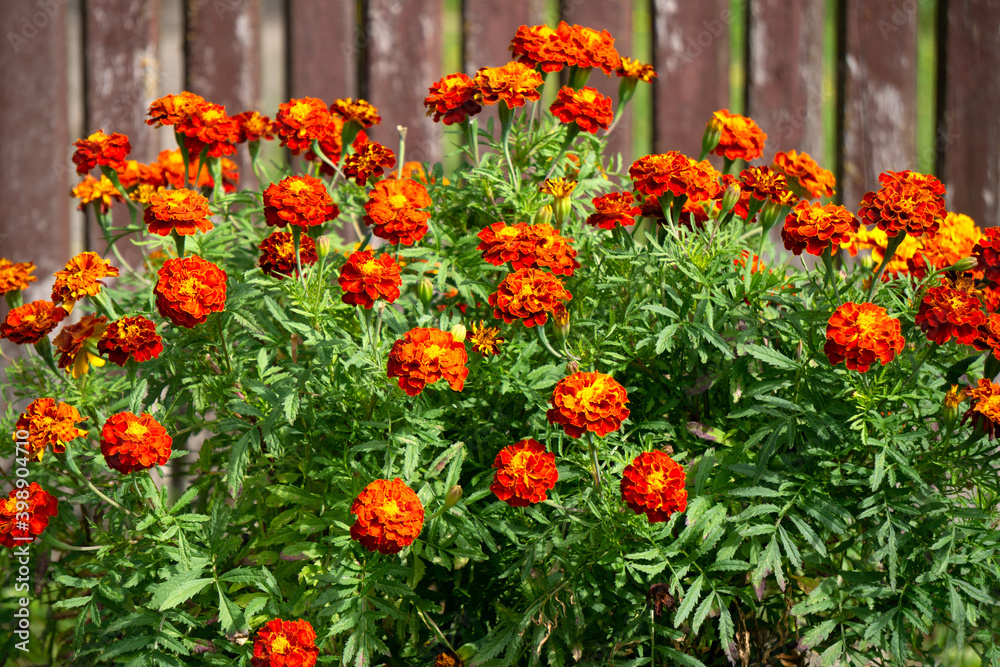 Obraz premium Red-orange flowers of marigolds in the garden in autumn.
