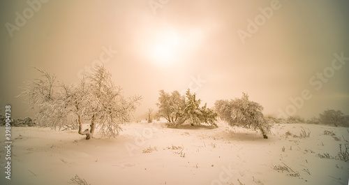 Winter in the Black Forest