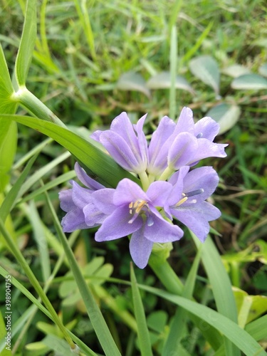 flowers in the garden