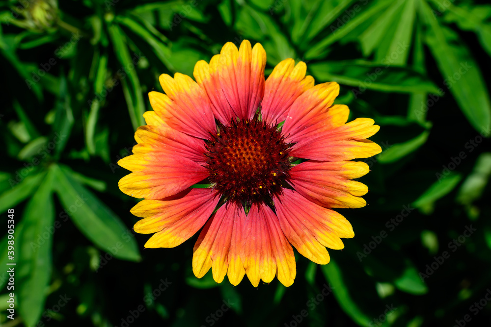 One vivid yellow and red Gaillardia flower, common known as blanket flower, and blurred green leaves in soft focus, in a garden in a sunny summer day, beautiful outdoor floral background. One vivid yellow and red Gaillardia flower, common known as blanket flower, and blurred green leaves in soft focus, in a garden in a sunny summer day, beautiful outdoor floral background.