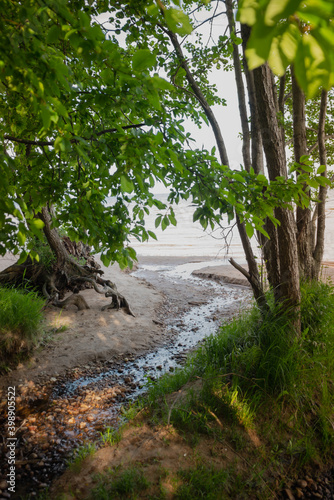 
A small stream in the primeval forest enters the sea