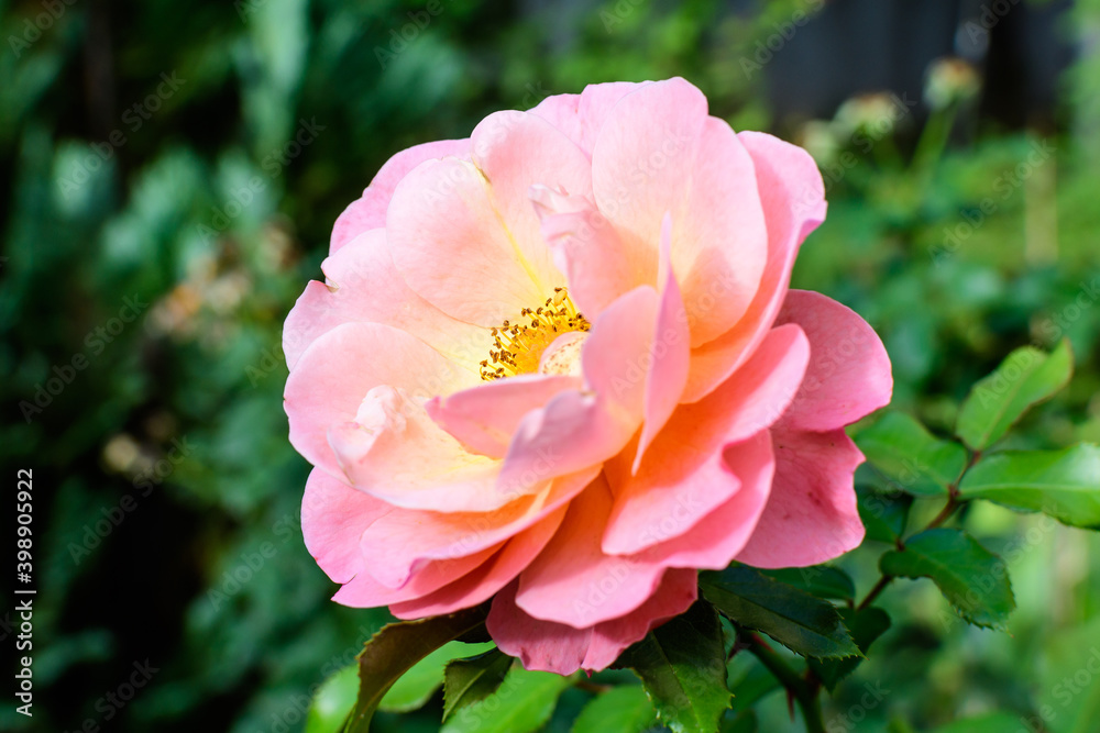 One large and delicate vivid pink rose in full bloom in a summer garden, in direct sunlight, with blurred green leaves in the background. One large and delicate vivid pink rose in full bloom in a summer garden, in direct sunlight, with blurred green leaves in the background.
