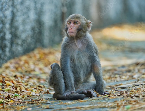 Wallpaper Mural mother and baby macaque Torontodigital.ca