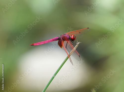 Wallpaper Mural red dragonfly on a leaf Torontodigital.ca