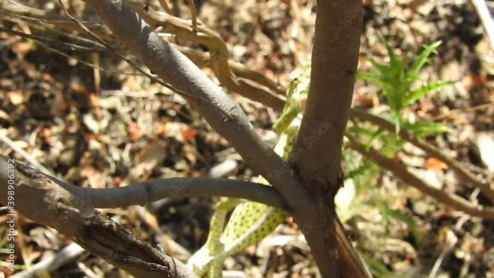 Chameleon (Chamaeleo chamaeleon) Chameleon (Chamaeleo chamaeleon)