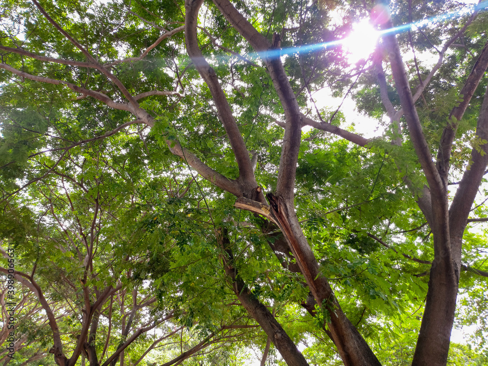 Fototapeta premium sunlight and leaves pattern