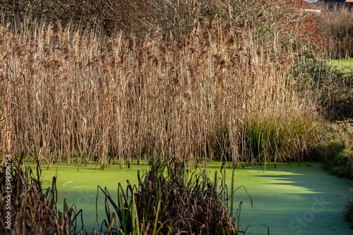 small pond covered in green algae surrounded by golden bull rushes photo