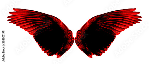 black and red wings on a white,isolated