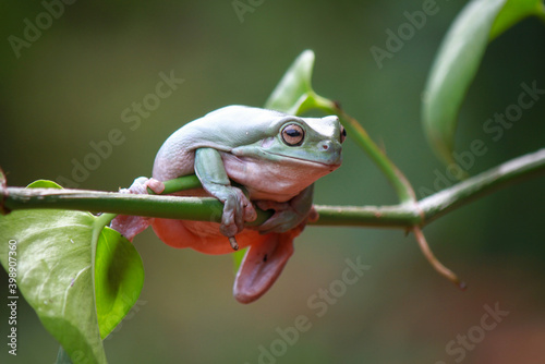 Dumpy frog, green tree frog on the branch