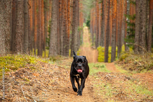 Cane corso dog walking in the pine tree forest