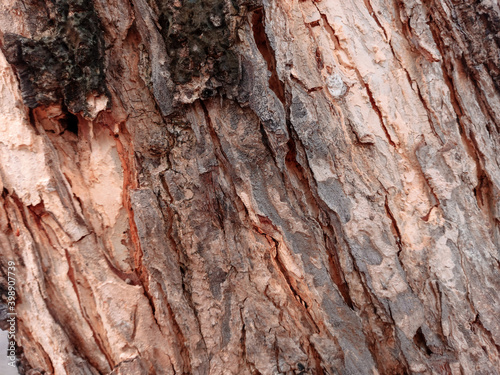 tree bark texture closeup © NiMadeAyu