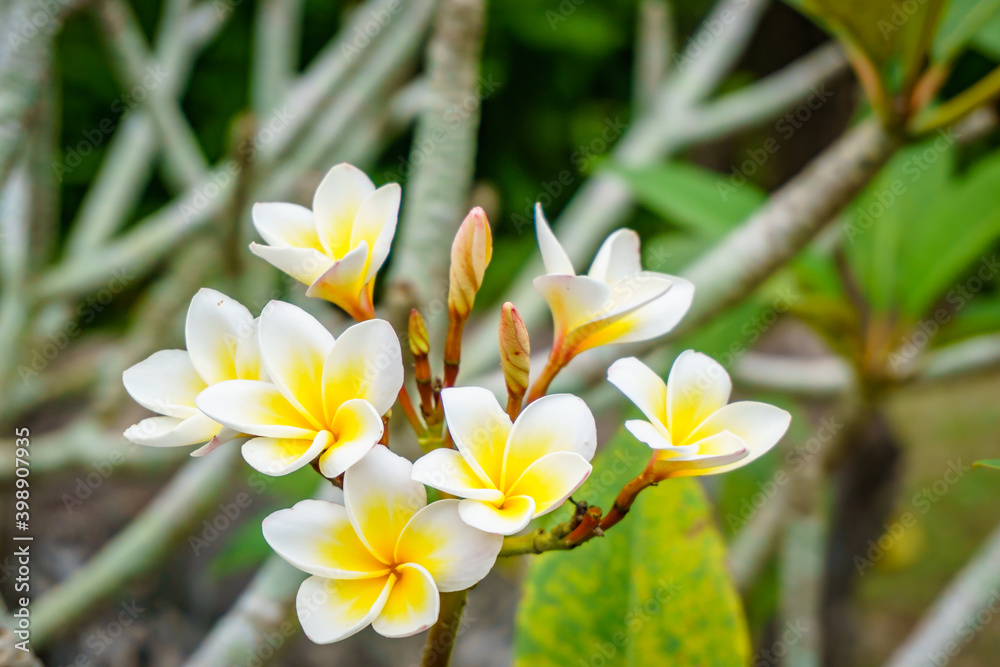 Fototapeta premium Frangipani or Champa flower blooming in the park, Kuching Sarawak.