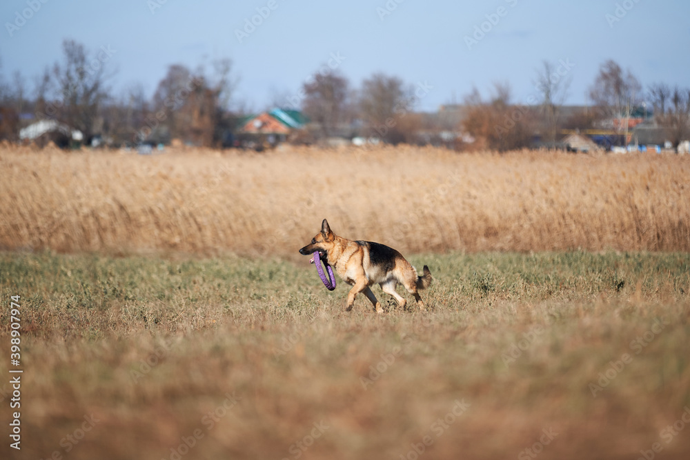 Active games with dog in fresh air in Park. Black and red German shepherd runs around field and holds blue dog toy ring puller in teeth. Active games with dog in fresh air in Park. Black and red German shepherd runs around field and holds blue dog toy ring puller in teeth.