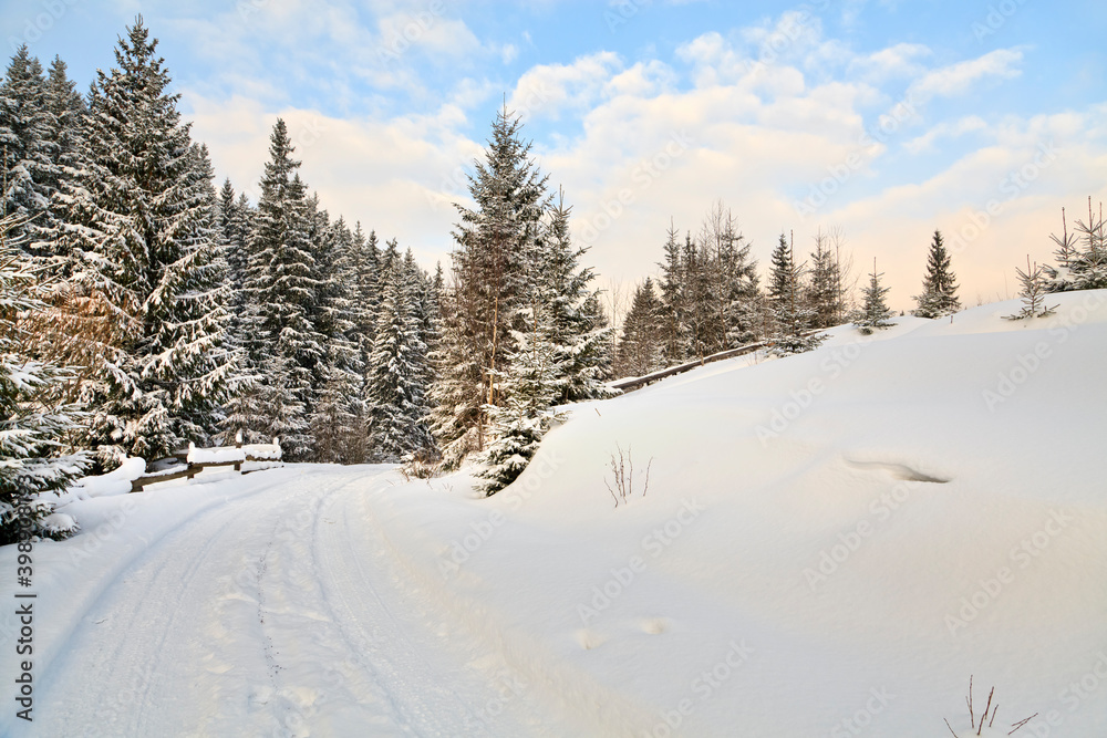 Spruce forest covered with snow on a bright winter day.