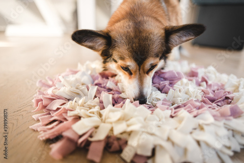 Tableau sur toile welsh corgi pembroke with a sniffing mat