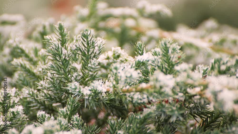 Close-up of a swaying branch of a Christmas tree with snowflakes on needles. First snowfall in early winter. Change in nature when the seasons change. New year holiday is coming soon. Warm soft light Close-up of a swaying branch of a Christmas tree with snowflakes on needles. First snowfall in early winter. Change in nature when the seasons change. New year holiday is coming soon. Warm soft light