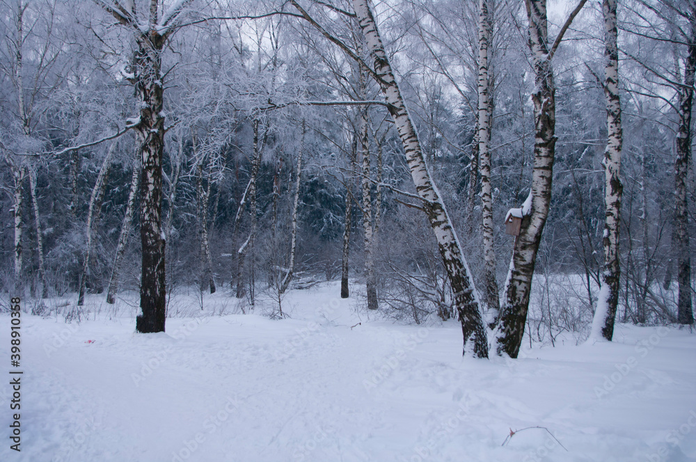winter forest trees in frost Bitsevsky forest Park Moscow winter 2013 winter forest trees in frost Bitsevsky forest Park Moscow winter 2013