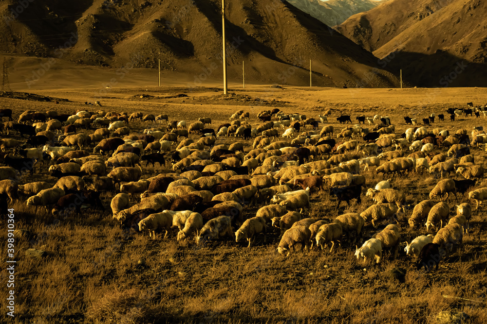 Obraz premium flock of sheep in the desert