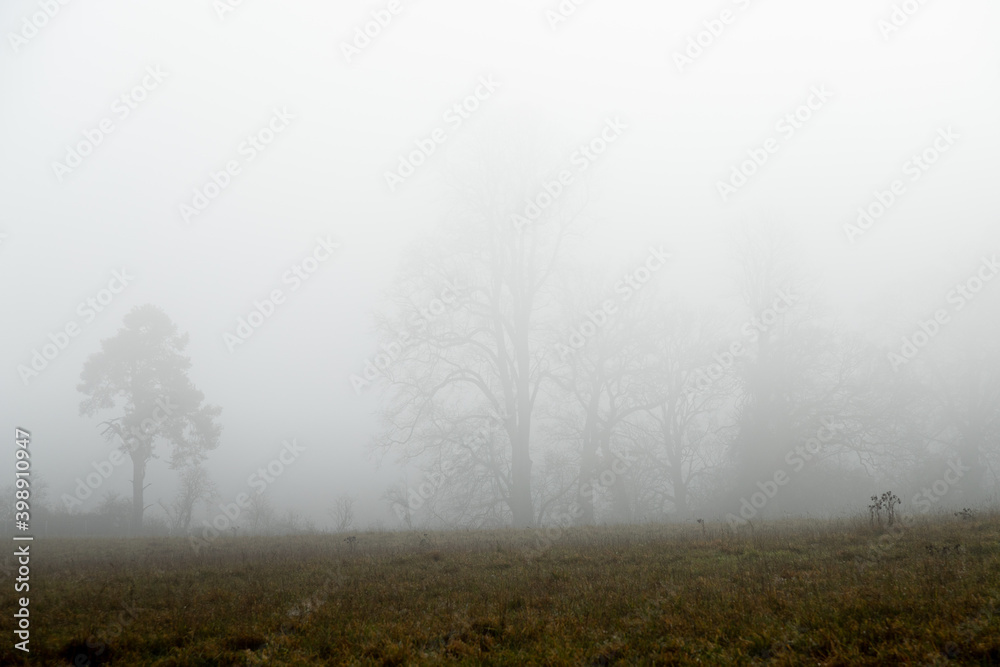 Ghostly trees in mist and fog in distance distance feeling lost and without hope Ghostly trees in mist and fog in distance distance feeling lost and without hope