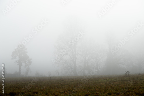 Ghostly trees in mist and fog in distance distance feeling lost and without hope