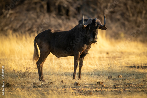 Fototapeta Naklejka Na Ścianę i Meble -  Black wildebeest stands on grass in sunshine