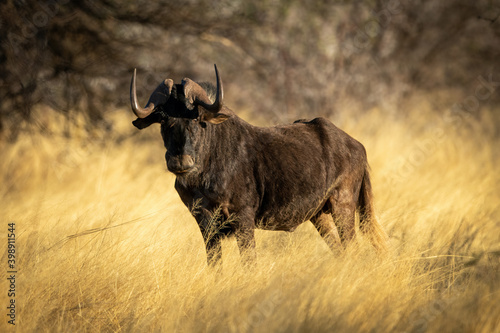 Fototapeta Naklejka Na Ścianę i Meble -  Black wildebeest stands staring in tall grass